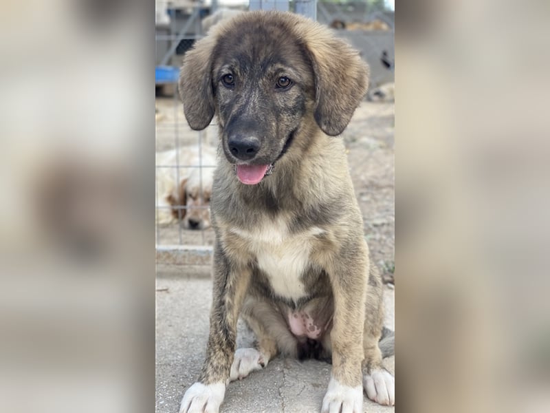 Amelie, geb. ca. 02/2024, lebt in GRIECHENLAND, im städt. Tierheim Serres