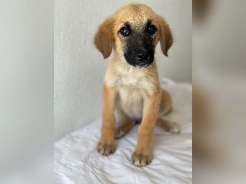 Cindy, geb. ca. 03/2026, lebt in GRIECHENLAND, im städt. Tierheim Serres