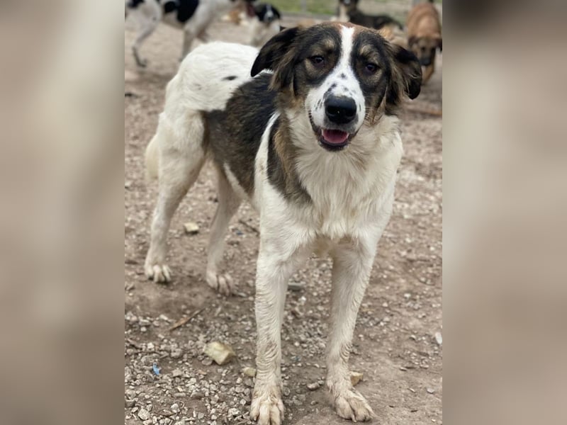 Resi, geb. ca. 10/2024, lebt in GRIECHENLAND, auf einer privaten Pflegestelle