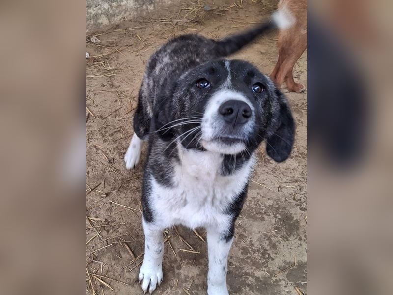 Tsuki, geb. ca. 04/2025, lebt in GRIECHENLAND, auf einer privaten Pflegestelle