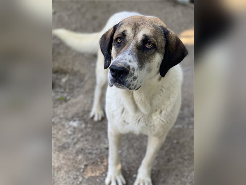 Elliot, geb. ca. 05/2022, lebt in GRIECHENLAND, im städt. Tierheim Serres