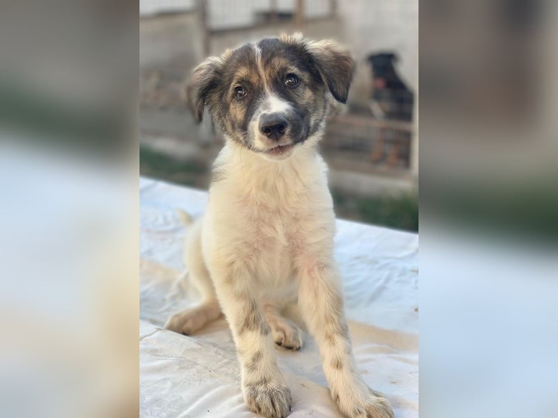 Ludmilla, geb. ca. 05/2025, lebt in GRIECHENLAND, im städt. Tierheim Serres