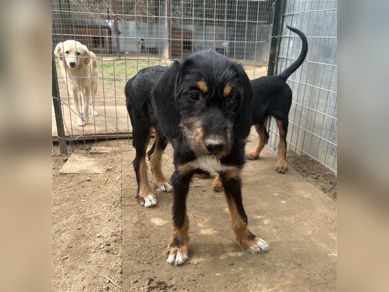 Bertha, geb. ca. 03/2023, lebt in GRIECHENLAND, im städt. Tierheim Serres