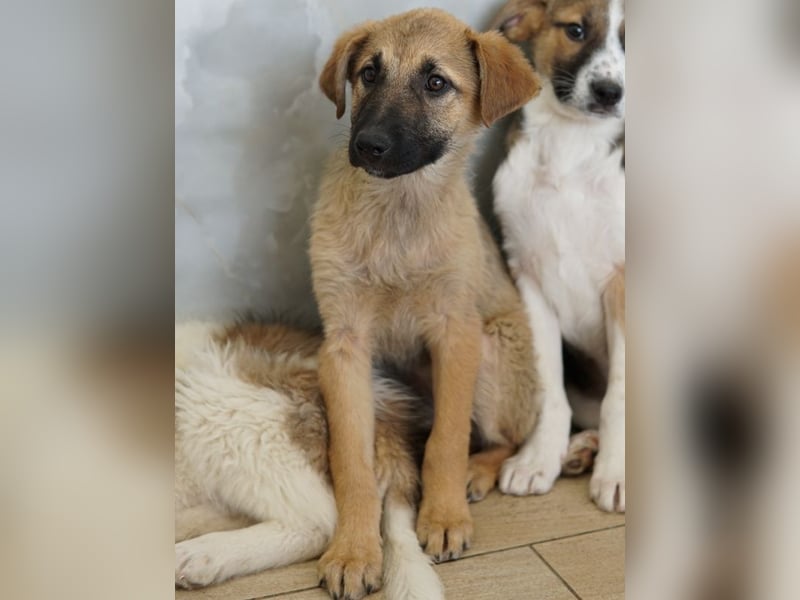 Anja, geb. ca. 12/2025, lebt in GRIECHENLAND, auf einer privaten Pflegestelle