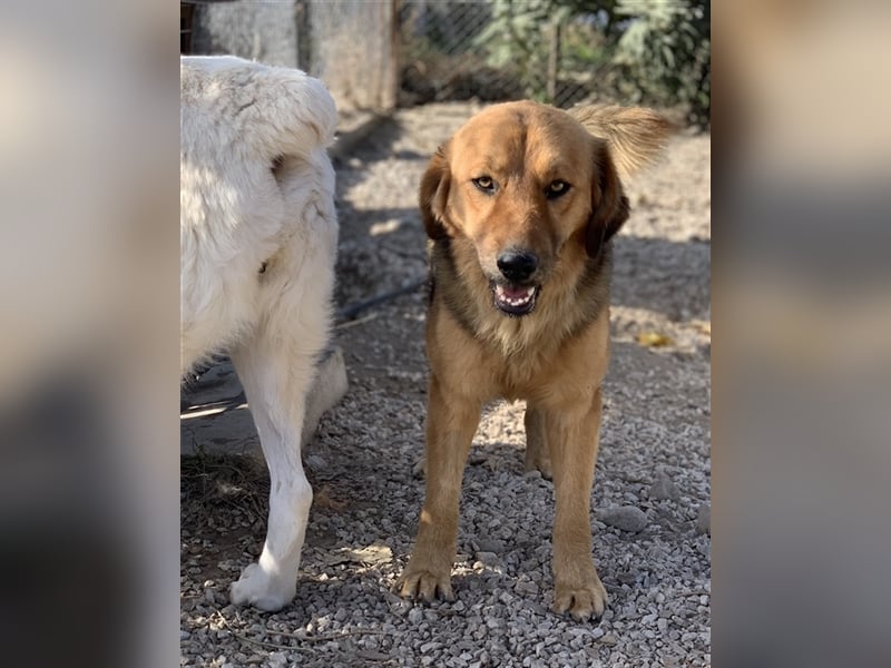 Kerchak, geb. ca. 07/2021, lebt in GRIECHENLAND, im städt. Tierheim Serres