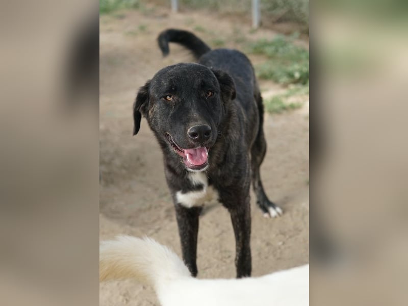 Targa, geb. ca. 12/2023, lebt in GRIECHENLAND, im städt. Tierheim Serres