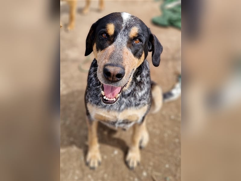 Bert, geb. ca. 10/2019, lebt in GRIECHENLAND, im städt. Tierheim Serres