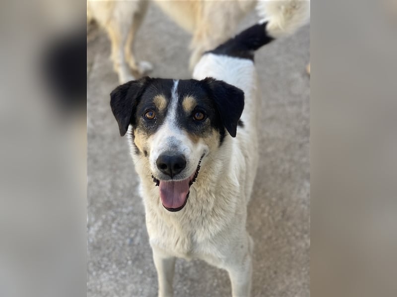 Fanny, geb. ca. 04/2021, lebt in GRIECHENLAND, im städt. Tierheim Serres