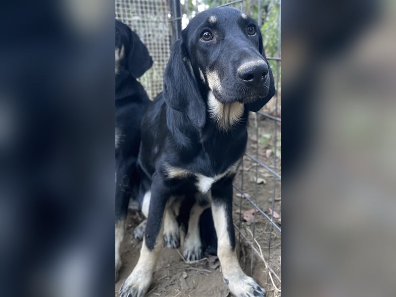 Blueberry, geb. ca. 06/2023, lebt in GRIECHENLAND, auf einer privaten Pflegestelle