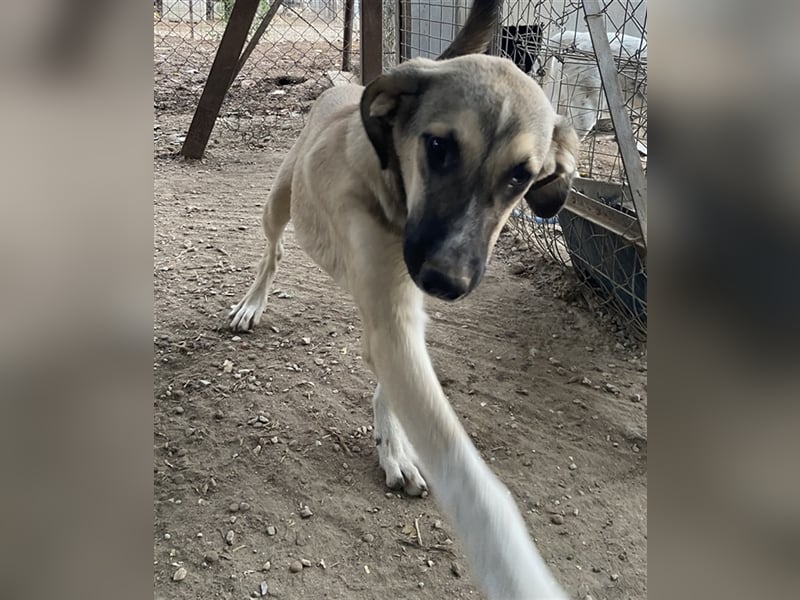 Peterchen, geb. ca. 03/2023, lebt in GRIECHENLAND, im städt. Tierheim Serres