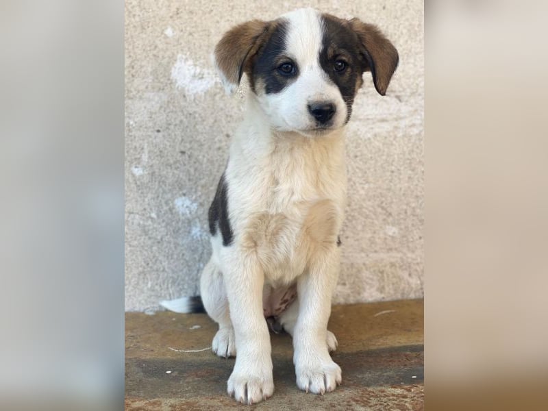 Yoko, geb. ca. 03/2026 , lebt in GRIECHENLAND, auf einer privaten Pflegestelle