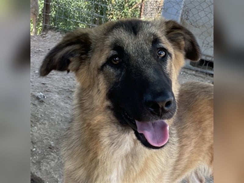 Thumper, geb. ca. 01/2022, lebt in GRIECHENLAND, im städt. Tierheim Serres