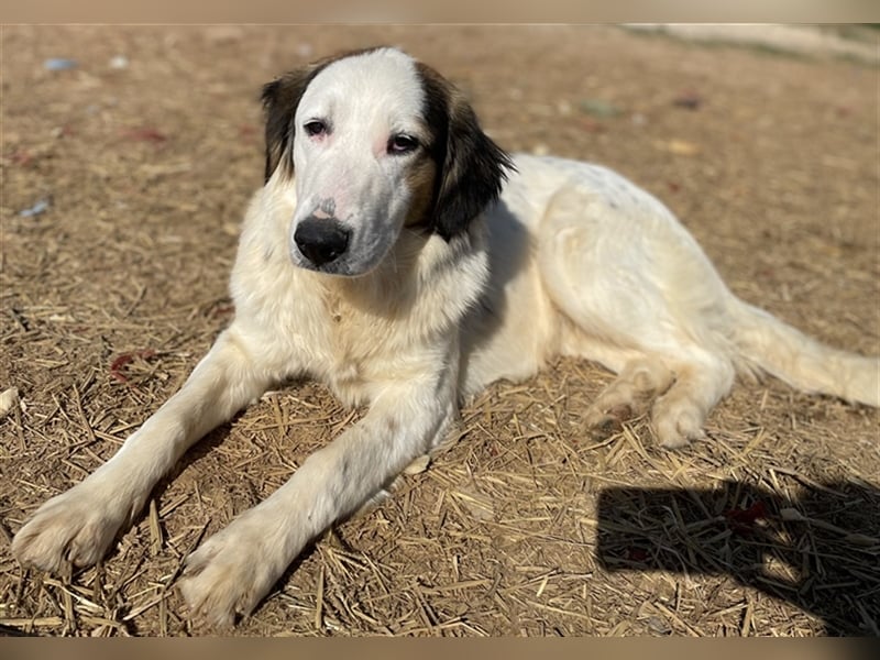 Lyra, geb. ca. 06/2021, lebt in GRIECHENLAND, auf einem Gelände, auf dem Hunde notdürftig versorgt w