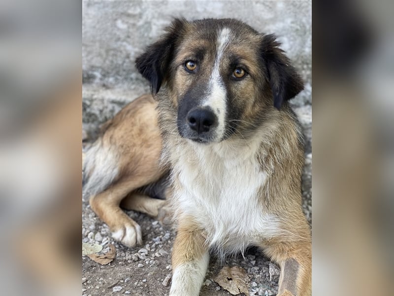 Poppi, geb. ca. 06/2021, lebt in GRIECHENLAND, im städt. Tierheim Serres