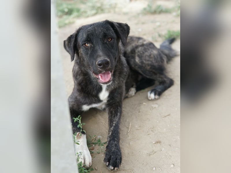 Targa, geb. ca. 12/2023, lebt in GRIECHENLAND, im städt. Tierheim Serres