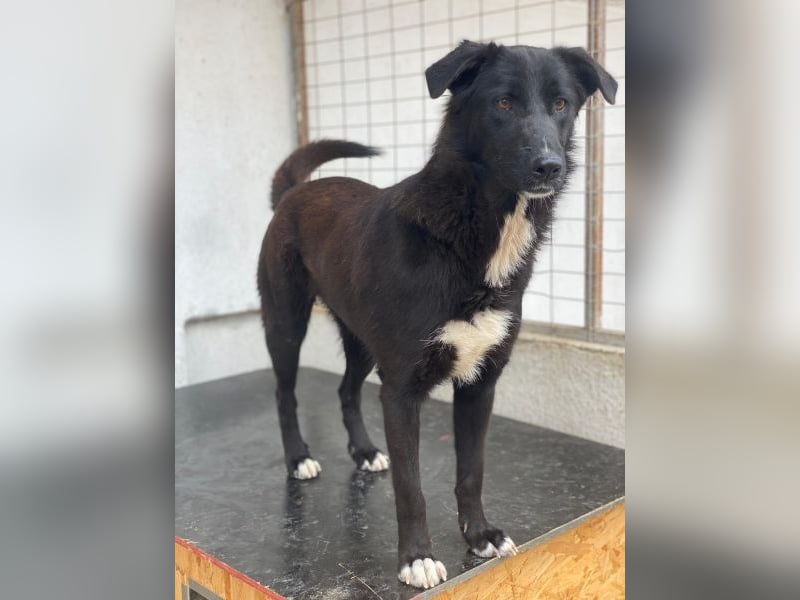 Glorietta, geb. ca. 07/2025, lebt in GRIECHENLAND, im städt. Tierheim Serres