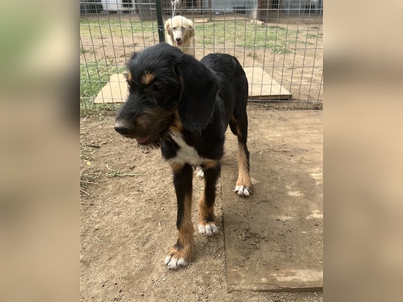 Bertha, geb. ca. 03/2023, lebt in GRIECHENLAND, im städt. Tierheim Serres