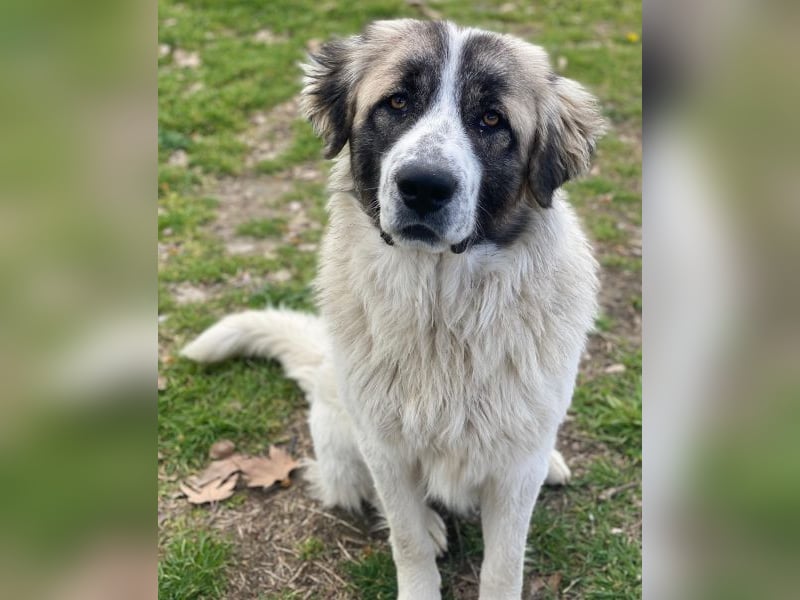 Chef, geb. ca. 07/2025, lebt in GRIECHENLAND, im städt. Tierheim Serres