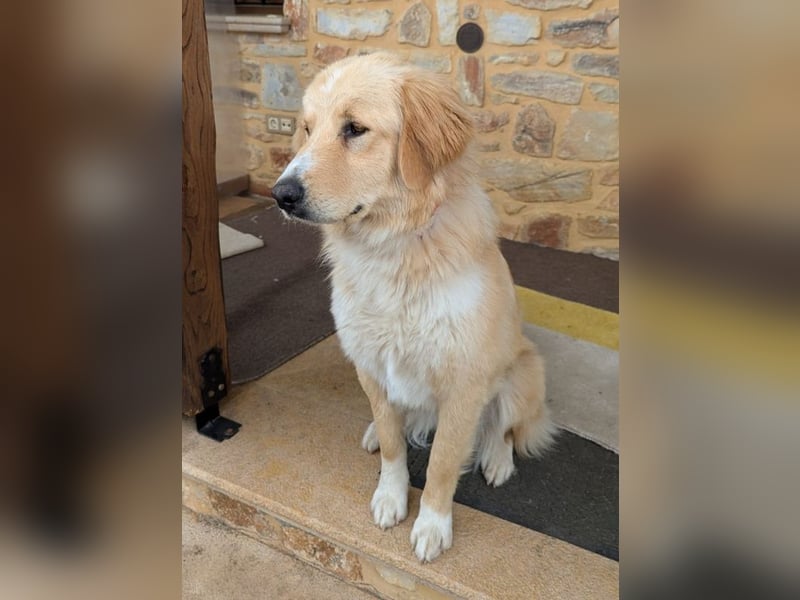 Luma, geb. ca. 12/2023, lebt in GRIECHENLAND, auf einer privaten Pflegestelle