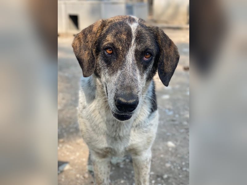 Nonga, geb. ca. 06/2023, lebt in GRIECHENLAND, im städt. Tierheim Serres