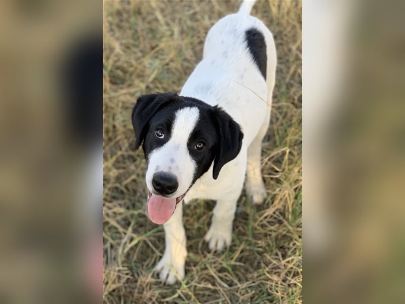 Rico, geb. ca. 05/2022, lebt in GRIECHENLAND, auf einer privaten Pflegestelle