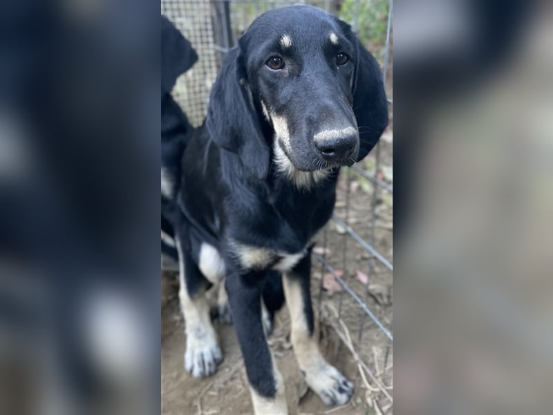 Blueberry, geb. ca. 06/2023, lebt in GRIECHENLAND, auf einer privaten Pflegestelle