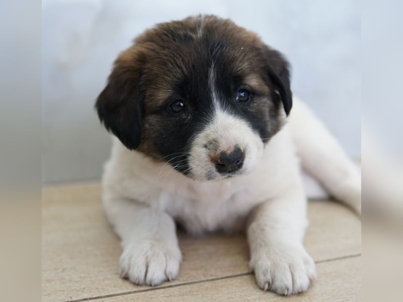 Calma, geb. ca. 01/2026, lebt in GRIECHENLAND, auf einer privaten Pflegestelle