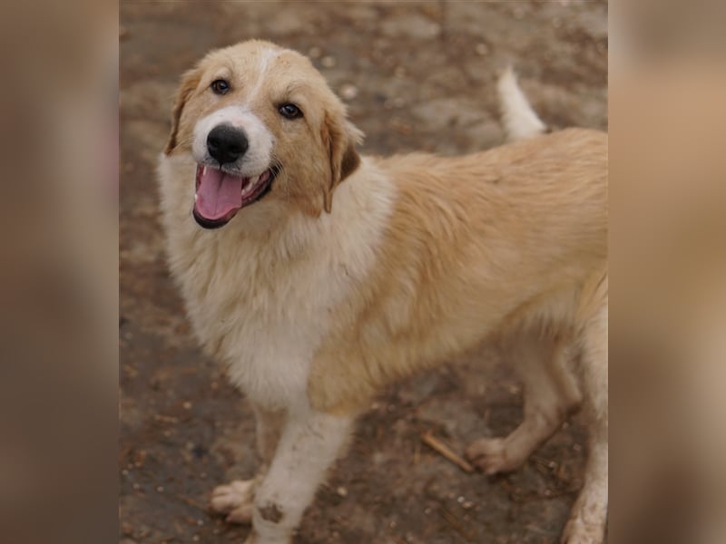 Alrakis, geb. ca. 07/2023, lebt in GRIECHENLAND, auf einer privaten Pflegestelle