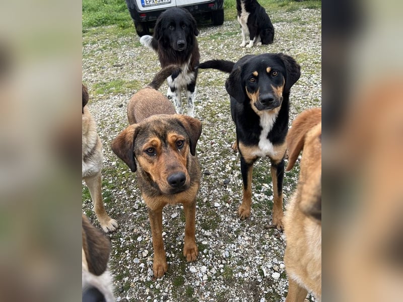 Valmira, geb. ca. 05/2024, lebt in GRIECHENLAND, auf einem Gelände, auf dem die Hunde notdürftig ver