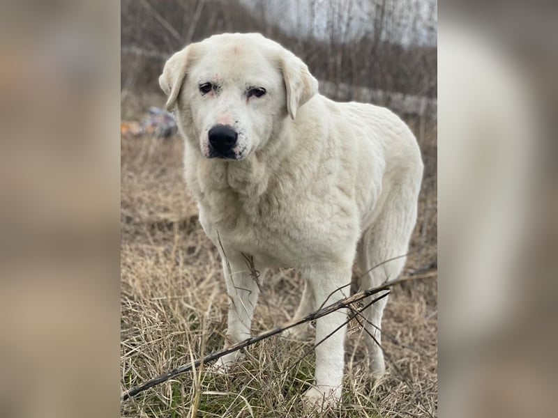 Sanni, geb. ca. 08/2018, lebt in GRIECHENLAND, im städt. Tierheim Serres