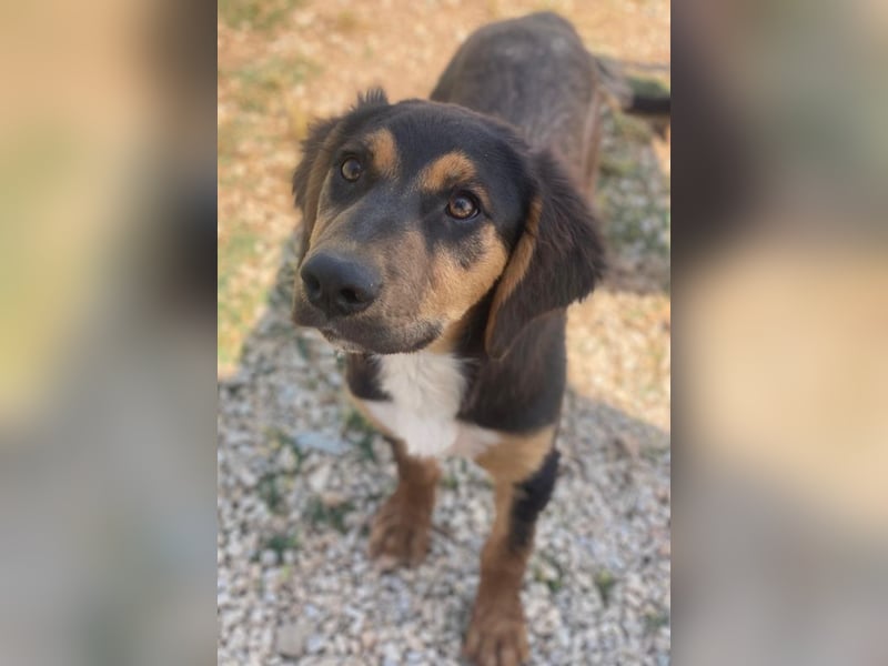 Quasti, geb. ca. 02/2025, lebt in GRIECHENLAND, auf einer privaten Pflegestelle