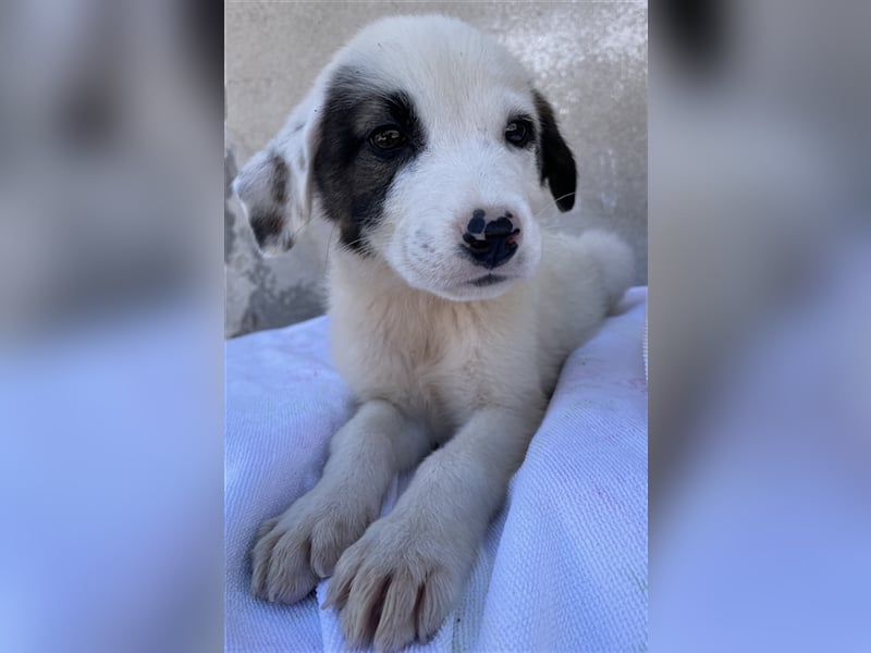 Alain, geb. ca. 06/2023, lebt in GRIECHENLAND, im städt. Tierheim Serres