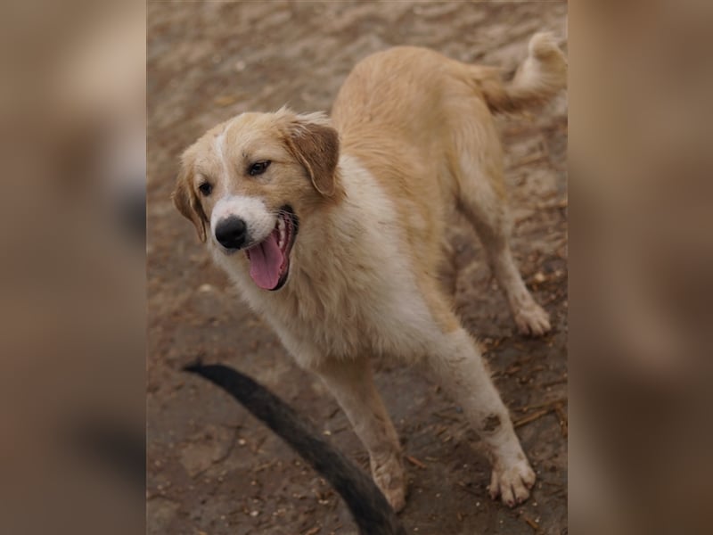 Alrakis, geb. ca. 07/2023, lebt in GRIECHENLAND, auf einer privaten Pflegestelle