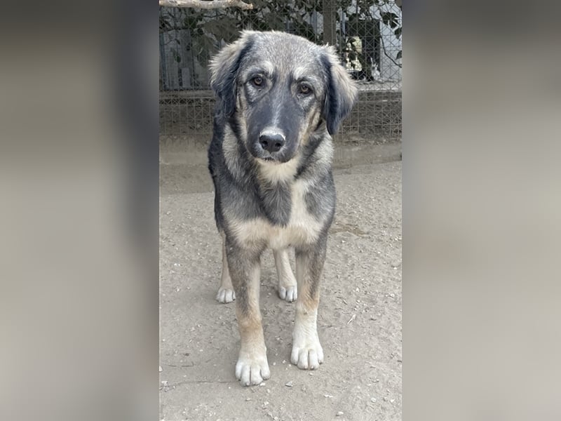 Karla, geb. ca. 03/2023, lebt in GRIECHENLAND, im städt. Tierheim Serres