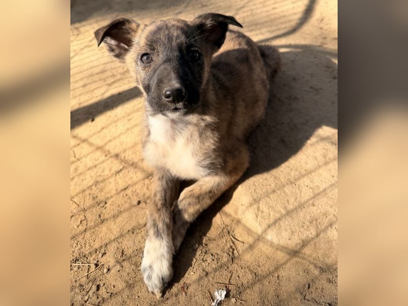 Candara, geb. ca. 12/25, lebt in GRIECHENLAND, auf einer privaten Pflegestelle