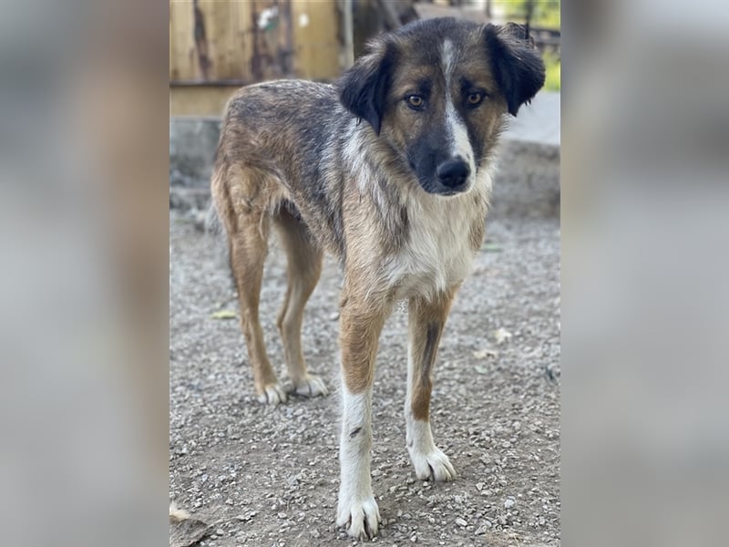 Poppi, geb. ca. 06/2021, lebt in GRIECHENLAND, im städt. Tierheim Serres