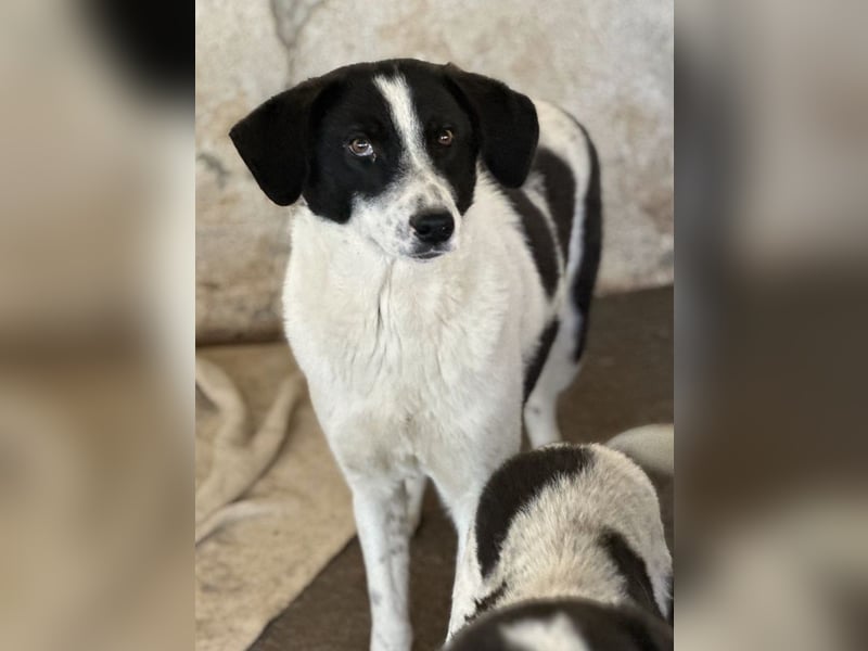 Lino, geb. ca. 03/2024, lebt in GRIECHENLAND, auf einer privaten Pflegestelle