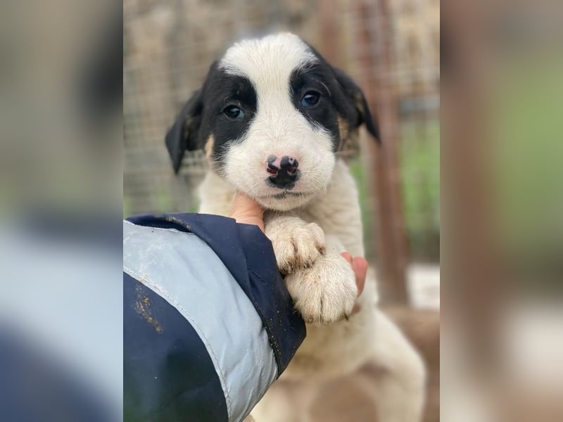 Hawaii, geb. ca. 11/2025, lebt in GRIECHENLAND, auf einer privaten Pflegestelle