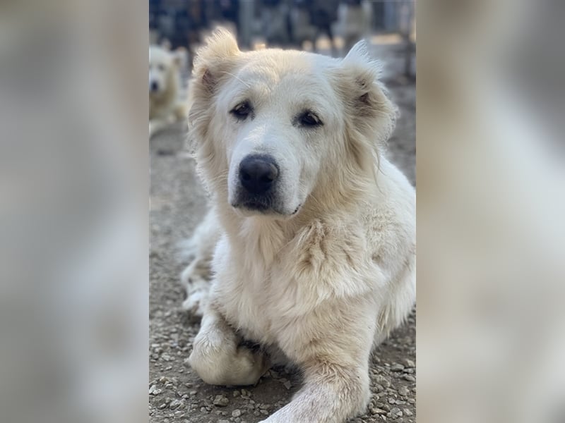 Kankara, geb. ca. 02/2022, lebt in GRIECHENLAND, im städt. Tierheim Serres