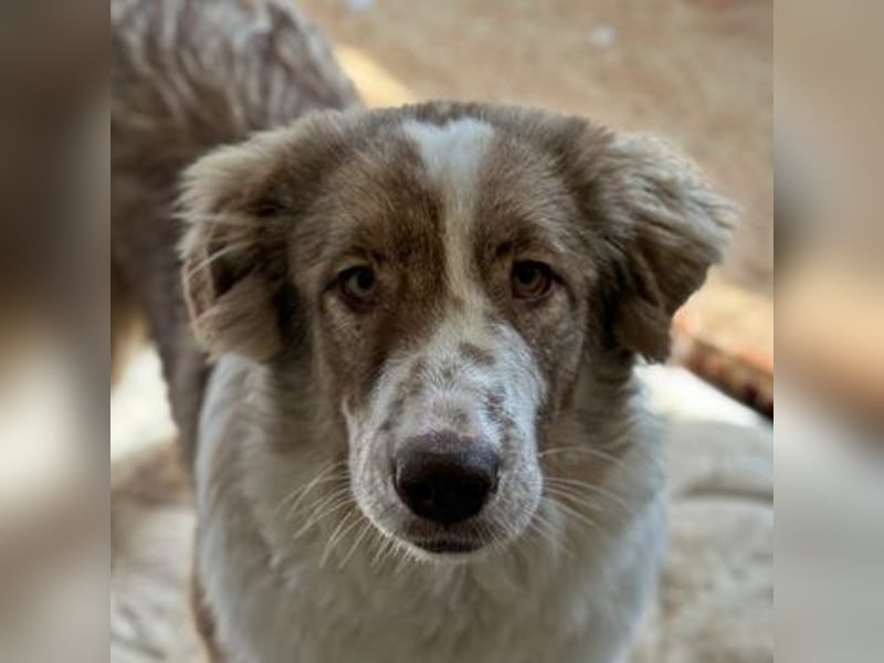 Liona, geb. ca. 12/2024, lebt in GRIECHENLAND, auf einem Gelände, auf dem die Hunde notdürftig verso