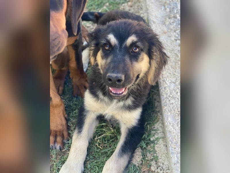 Quana, geb. ca. 02/2025, lebt in GRIECHENLAND, auf einer privaten Pflegestelle