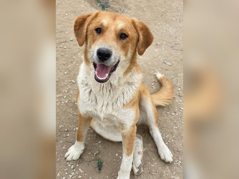 Imilo, geb. ca. 04/2024, lebt in GRIECHENLAND, im städt. Tierheim Serres