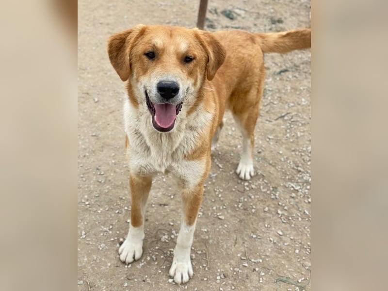 Imilo, geb. ca. 04/2024, lebt in GRIECHENLAND, im städt. Tierheim Serres