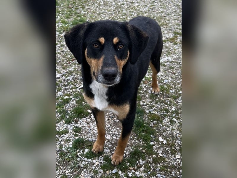 Orelle, geb. ca. 05/2024, lebt in GRIECHENLAND, auf einem Gelände, auf dem die Hunde notdürftig vers