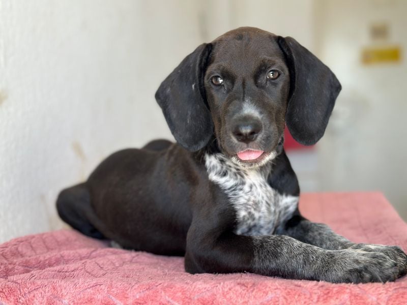Kiki, geb. ca. 06/2026, lebt in GRIECHENLAND, im städt. Tierheim Serres