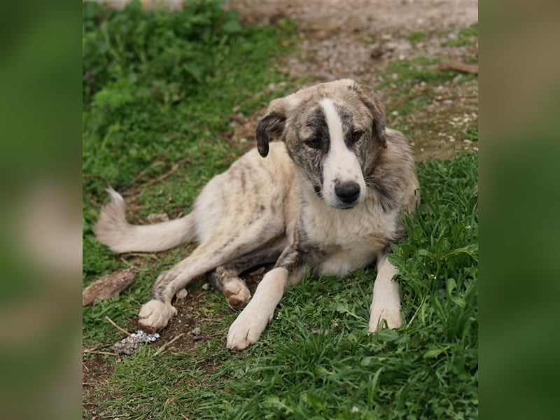 Xabi, geb. ca. 07/2023, lebt in GRIECHENLAND, auf einem Gelände, auf dem die Hunde notdürftig versor