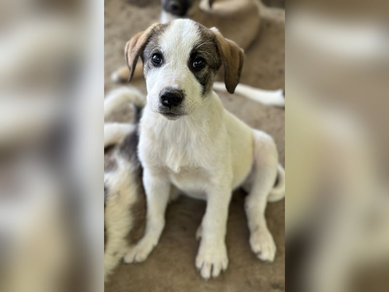 Zengo, geb. ca. 02/2025, lebt in GRIECHENLAND, auf einer privaten Pflegestelle