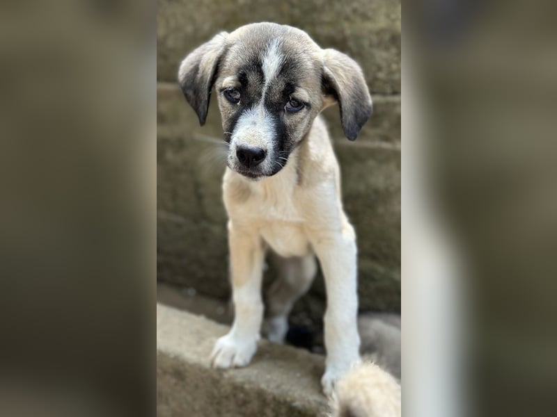 Mia-Melina, geb. ca. 02/2025, lebt in GRIECHENLAND, auf einer privaten Pflegestelle