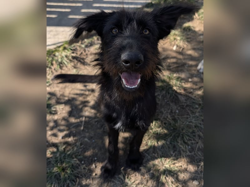 Buffy, geb. ca. 02/2025, lebt in GRIECHENLAND, auf einer privaten Pflegestelle