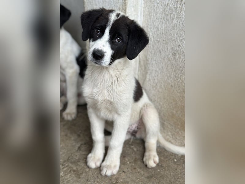 Zenzi, geb. ca. 01/2025, lebt in GRIECHENLAND, im städt. Tierheim Serres